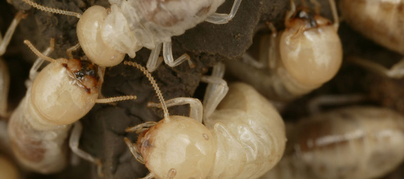 Get a termite (or wood destroying organism) inspection from HPI Enterprises